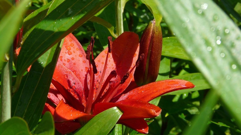red lily in raindrops in the sun close up