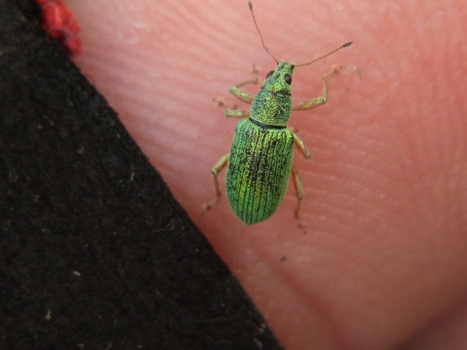 phyllobius on the hand
