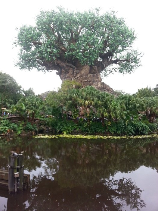 tree of life in the reserve