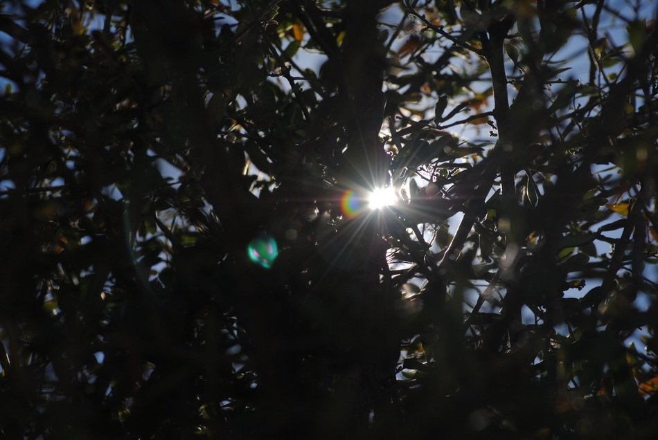 Sunshinte in the branches of the trees