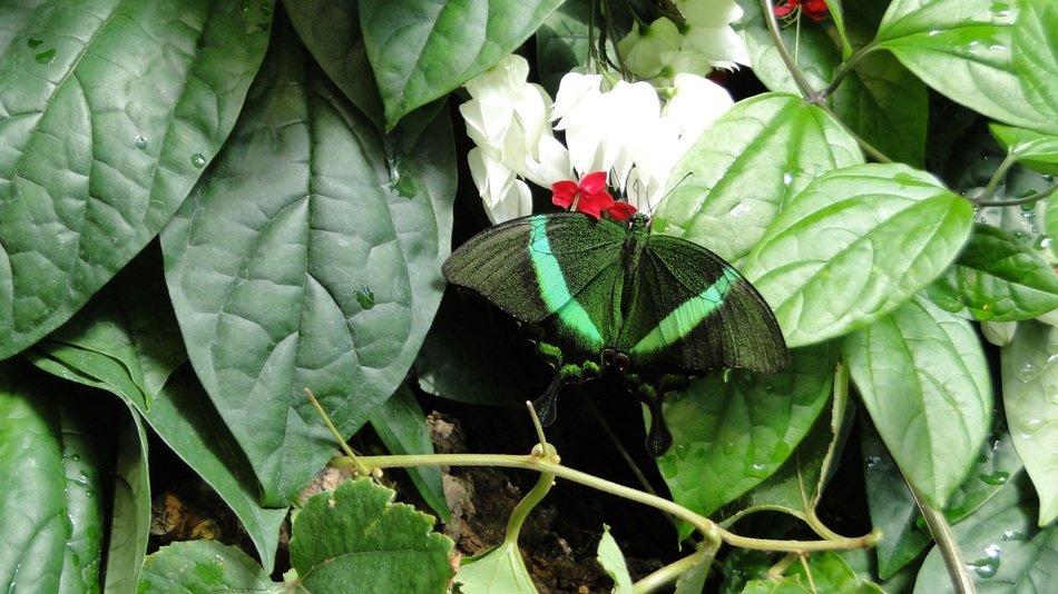 dark green butterfly among the leaves close-up