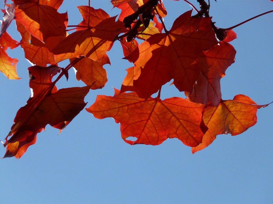 colorful maple leaves against the sky