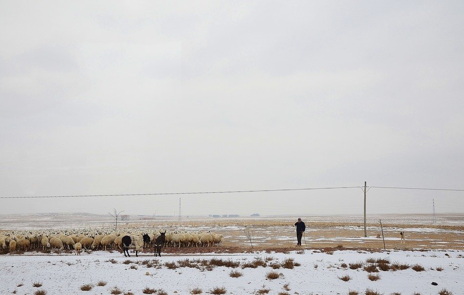 herding flock in winter