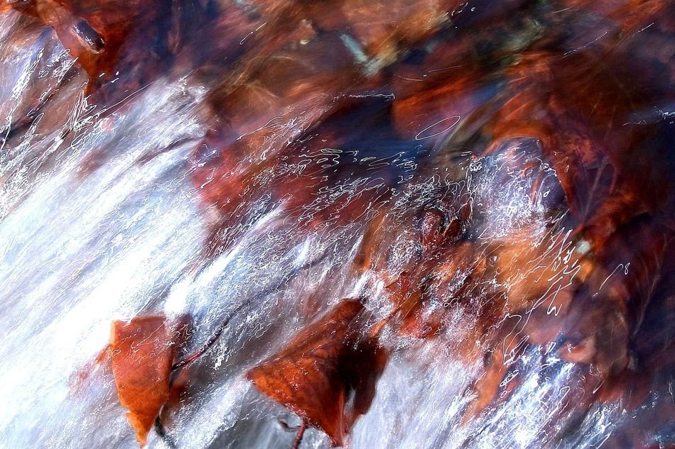 red leaves in water stream closeup