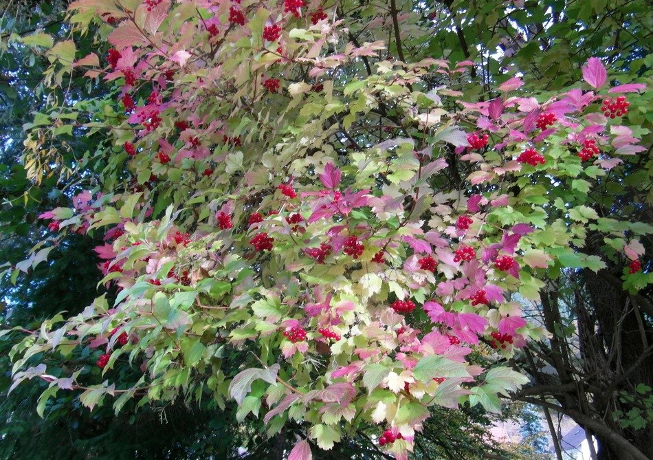 bush in the colors of autumn in October