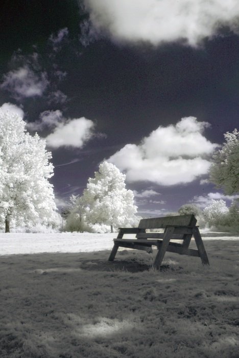 bench in a park in the infrared image