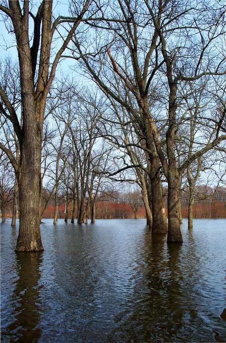 flood in the woods between the trees