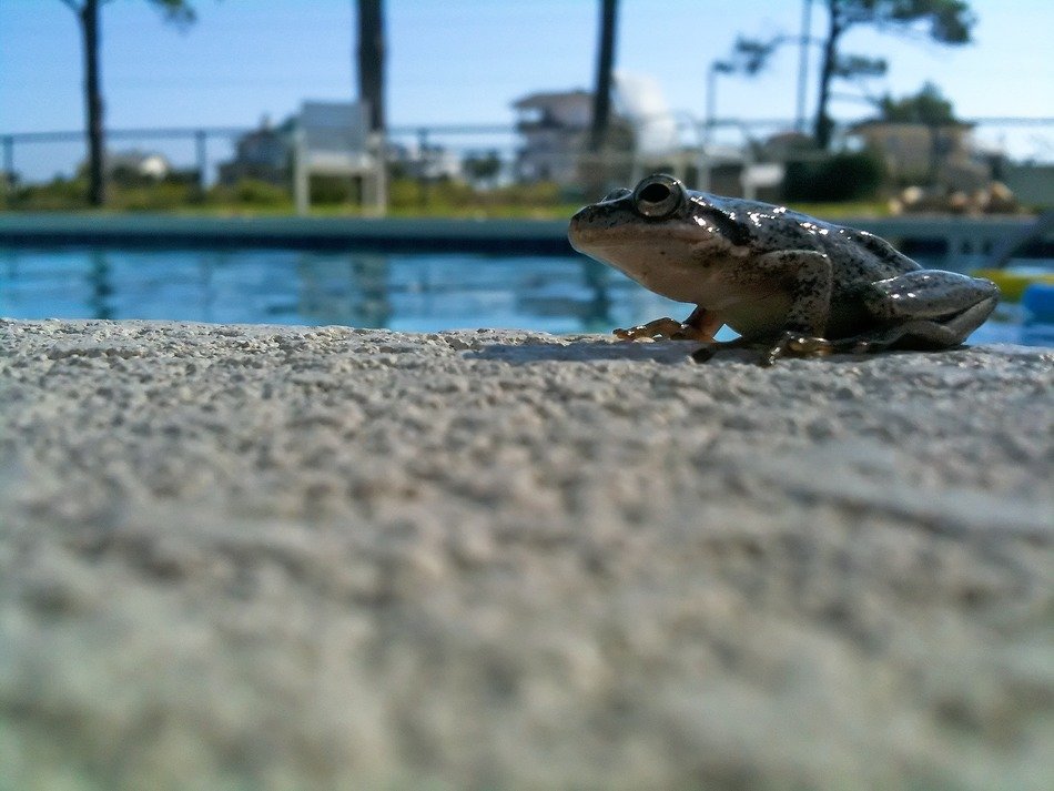 country frog on the shore