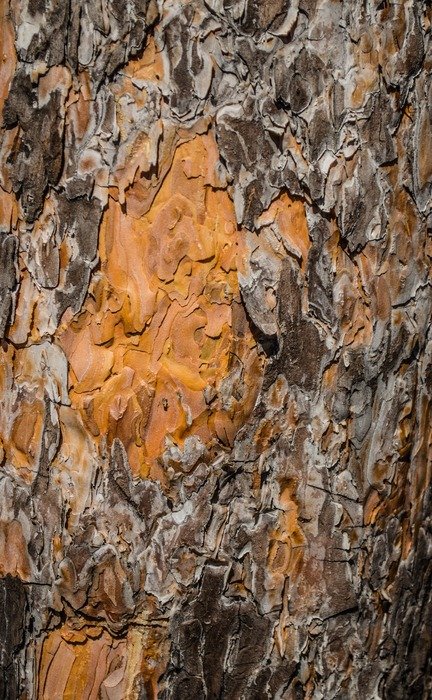 Bark of the tree