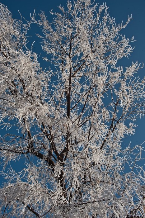 winter on a tree on a sunny day