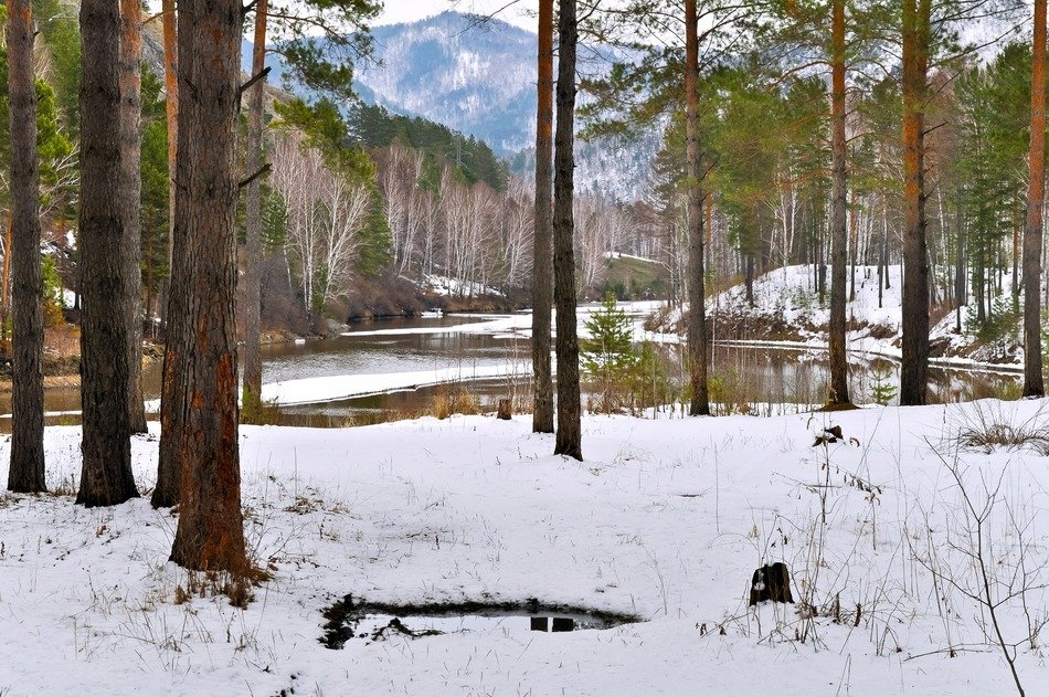 landscape picture of the snowy forest