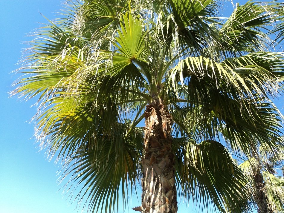 palm tree in Turkey