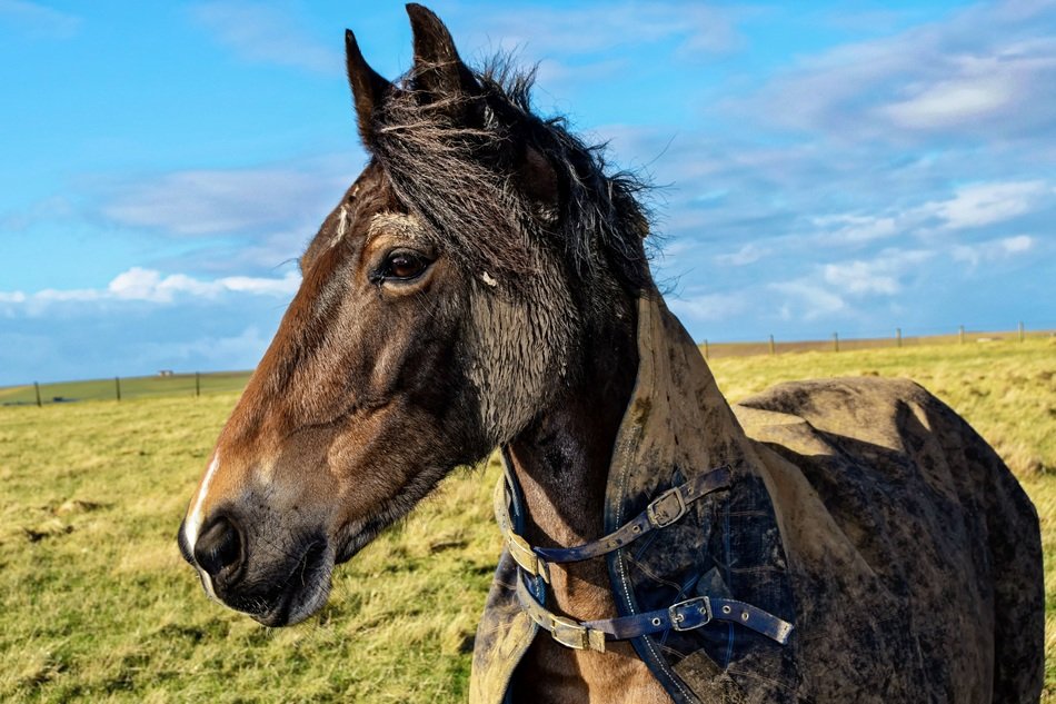 horse on the green pasture