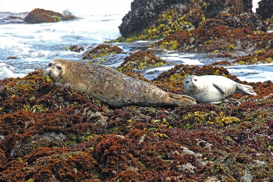 harbor seals on the rocky coast