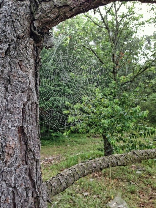 close up photo of tree in the forest