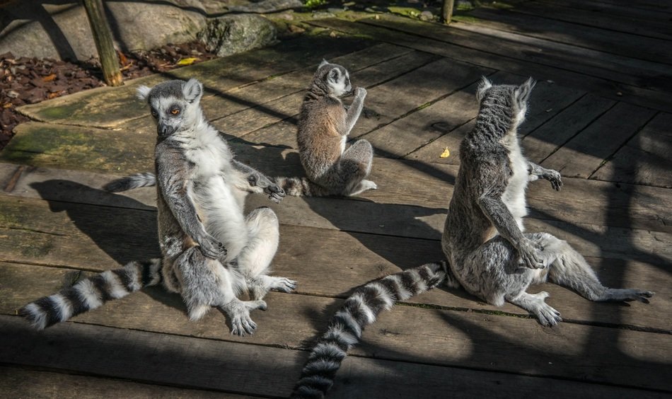 lemurs sit on wooden planks in the sun