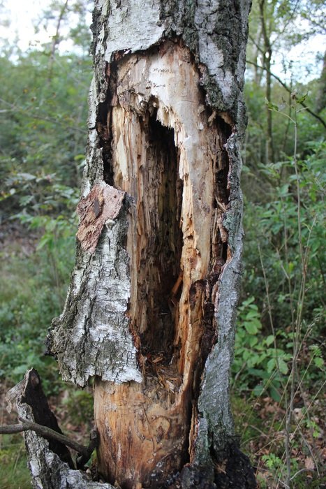 rotten birch in the forest
