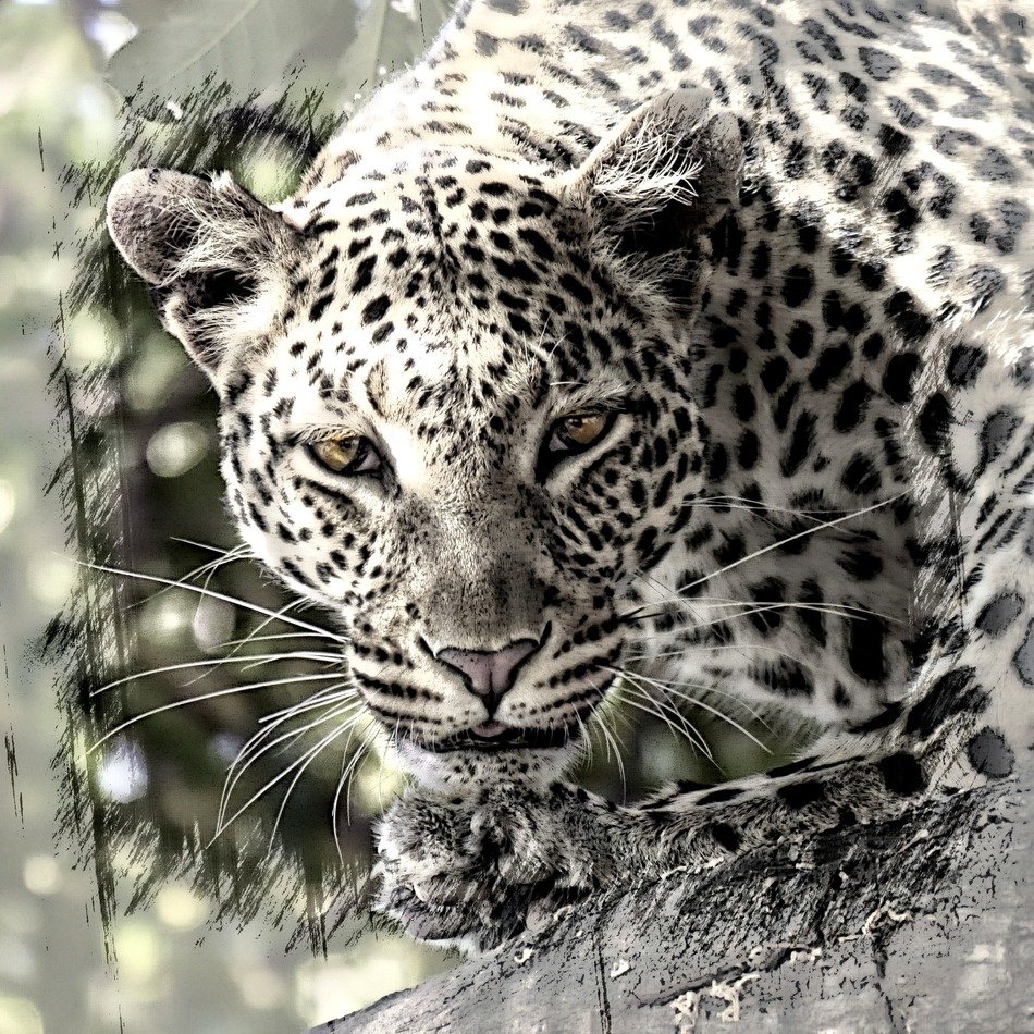 extraordinarily beautiful leopard