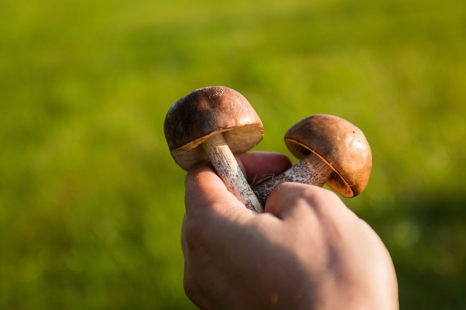 collected mushrooms