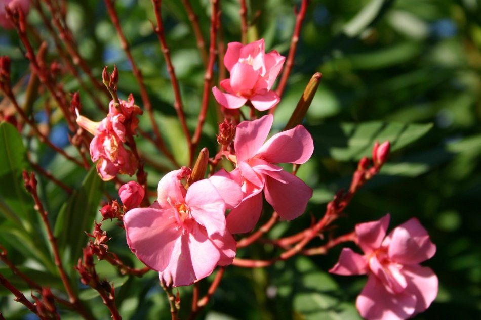 pink oleander in the bright sun close up