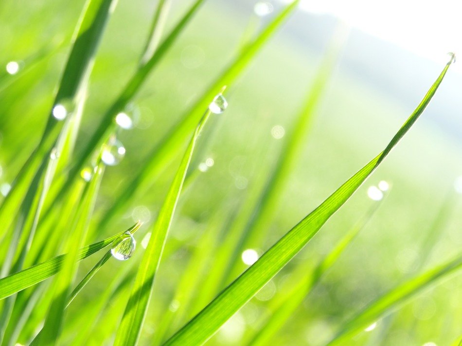 drops of dew on the thin leaves of grass