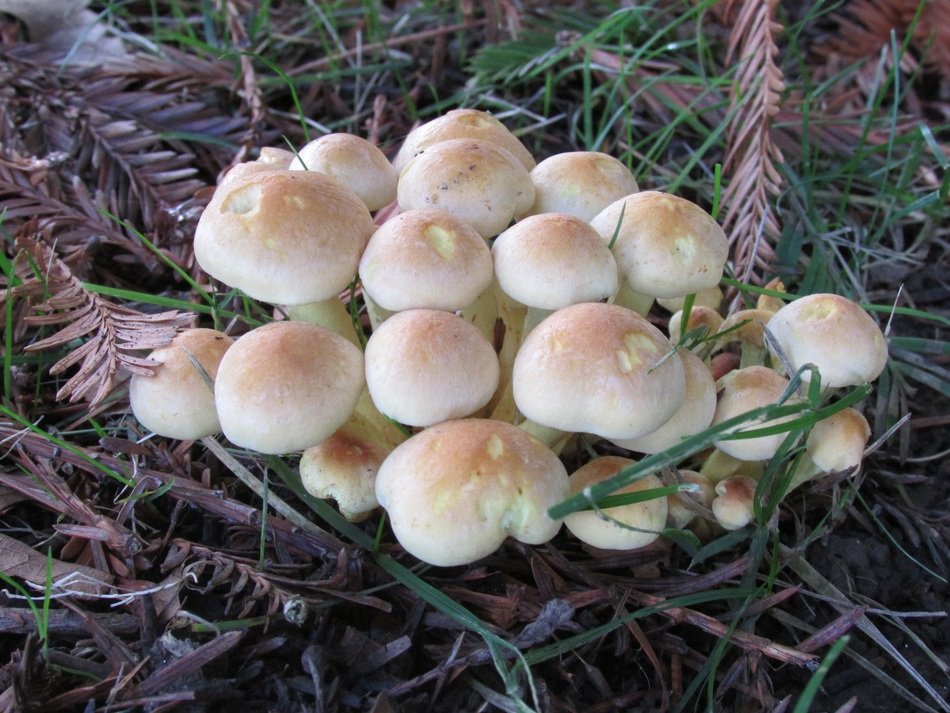 mushroom collybia