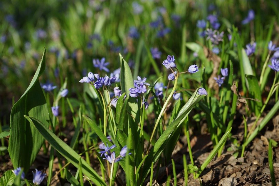 blue star in the spring