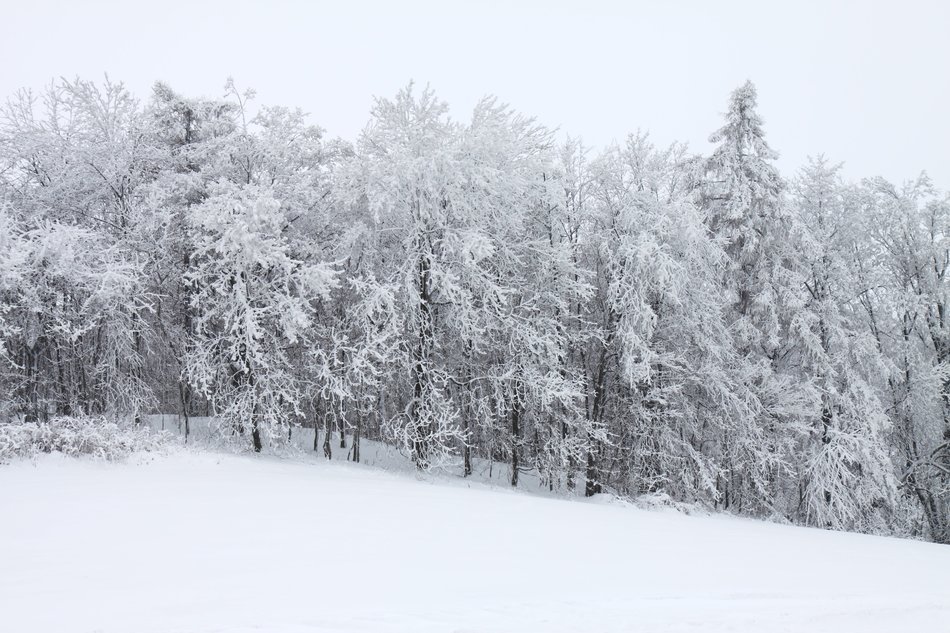 snowy winter in the forest