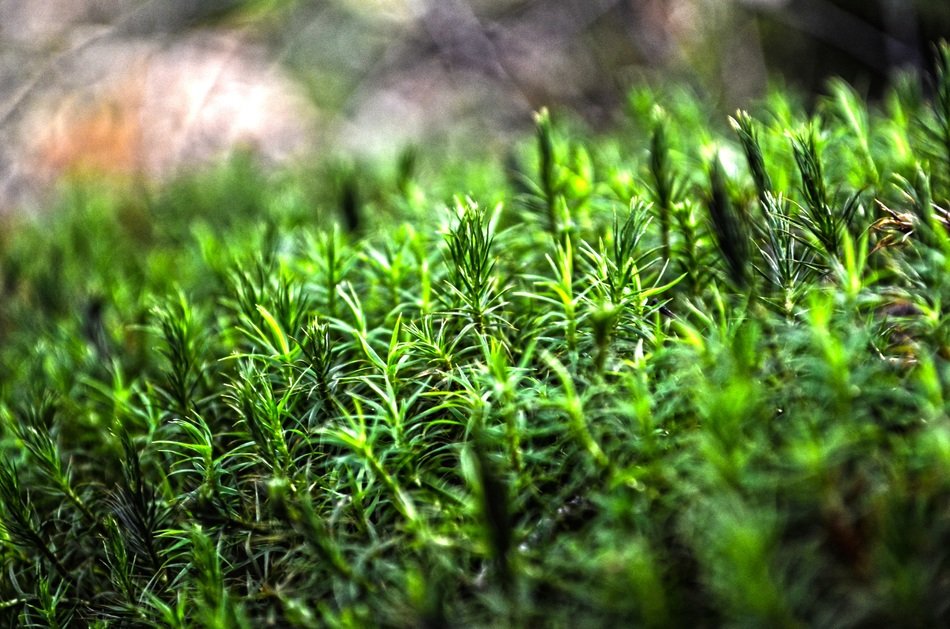 nature forest moss green