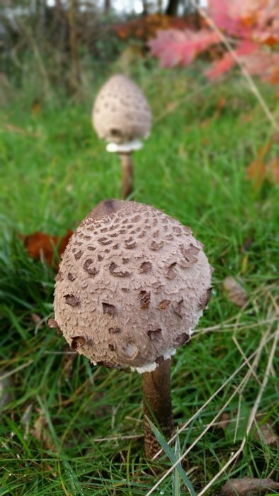 Parasol mushrooms in the forest