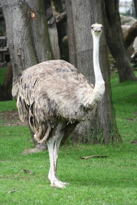 ostrich, big female bird beneath tree
