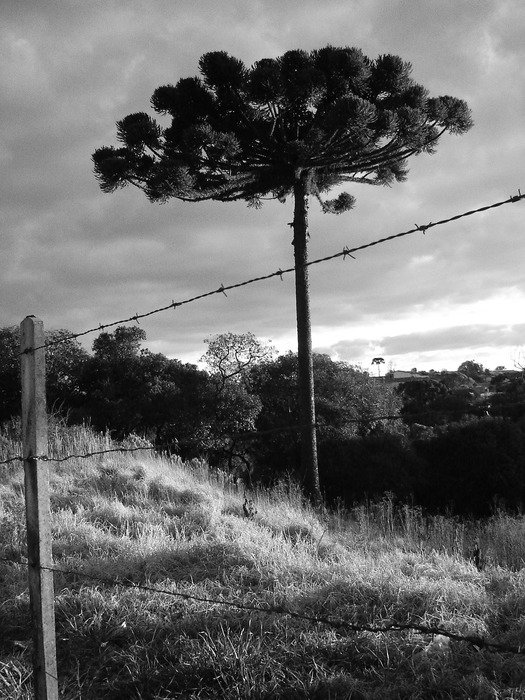 araucaria in the wild, black and white