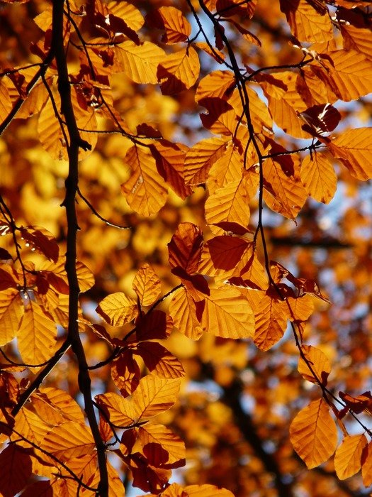 European beech in the fall on a sunny day