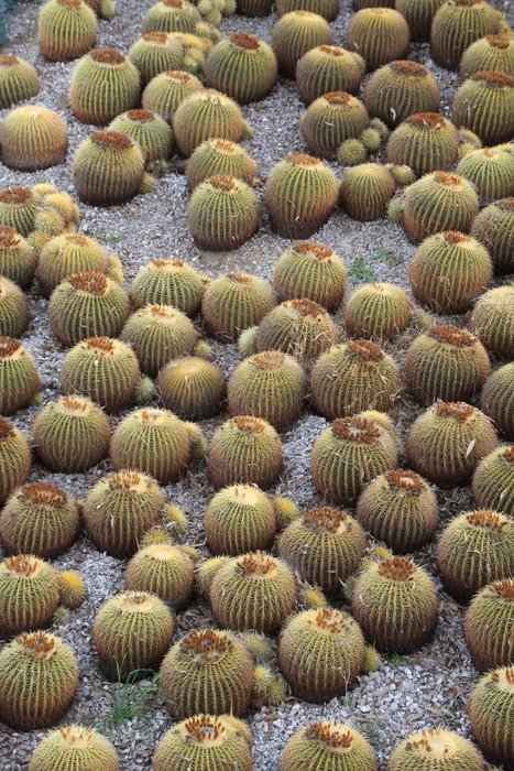many round cacti