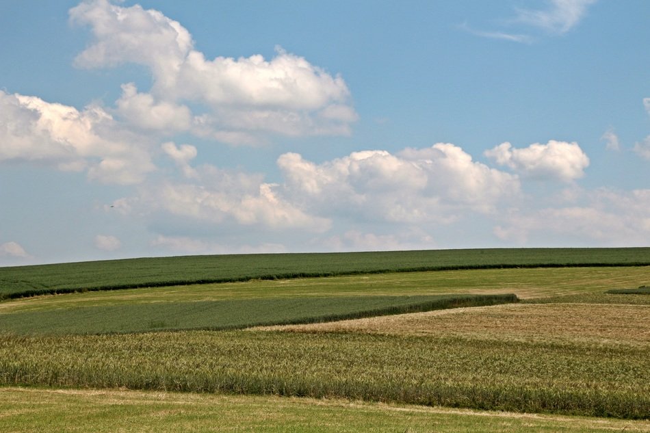 Cornfield on the mountain