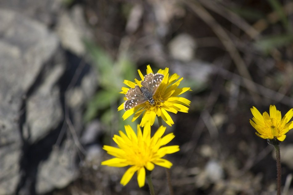 brown butterfly on a yellow mountain flower