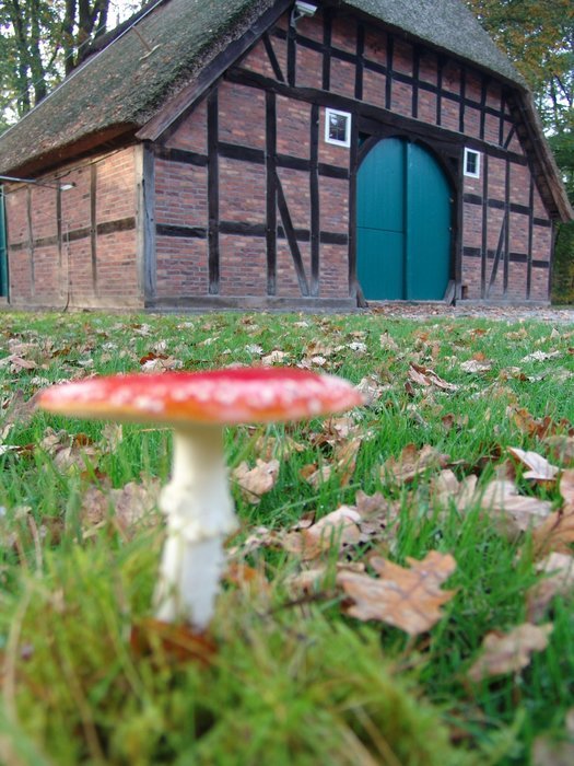 fly agaric and fachwerkhaus on the background