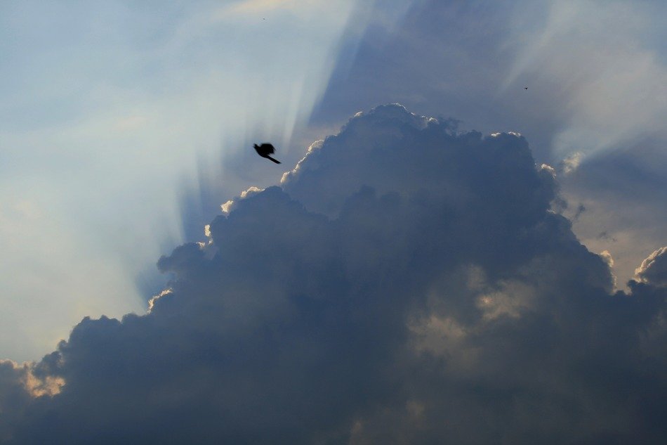 bird on a background of dark clouds