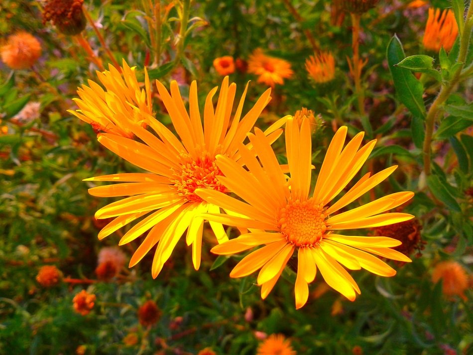 orange heroes in the garden