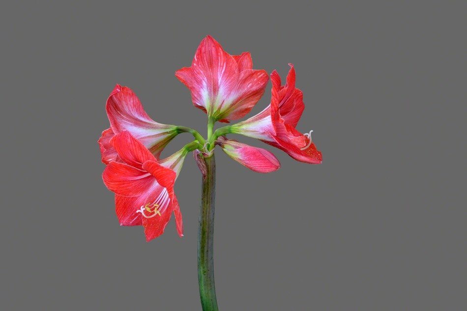 Picture of the red blossoms