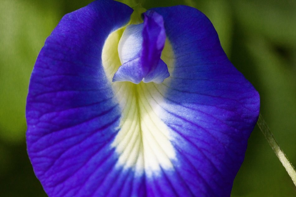 blue klitorie blossom