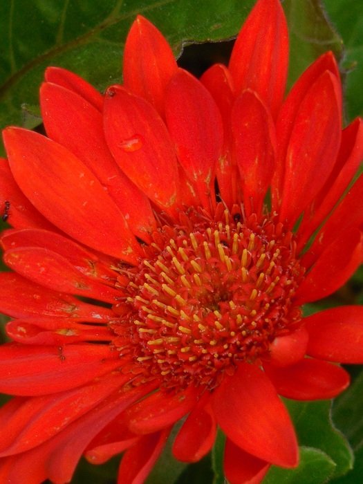red gerbera flower in the garden