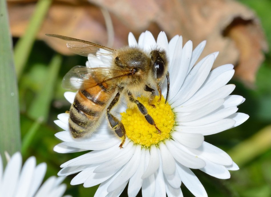 bee sitting on the daisy