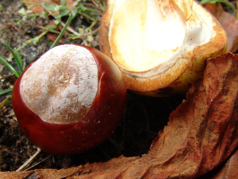 chestnut in the woods close-up