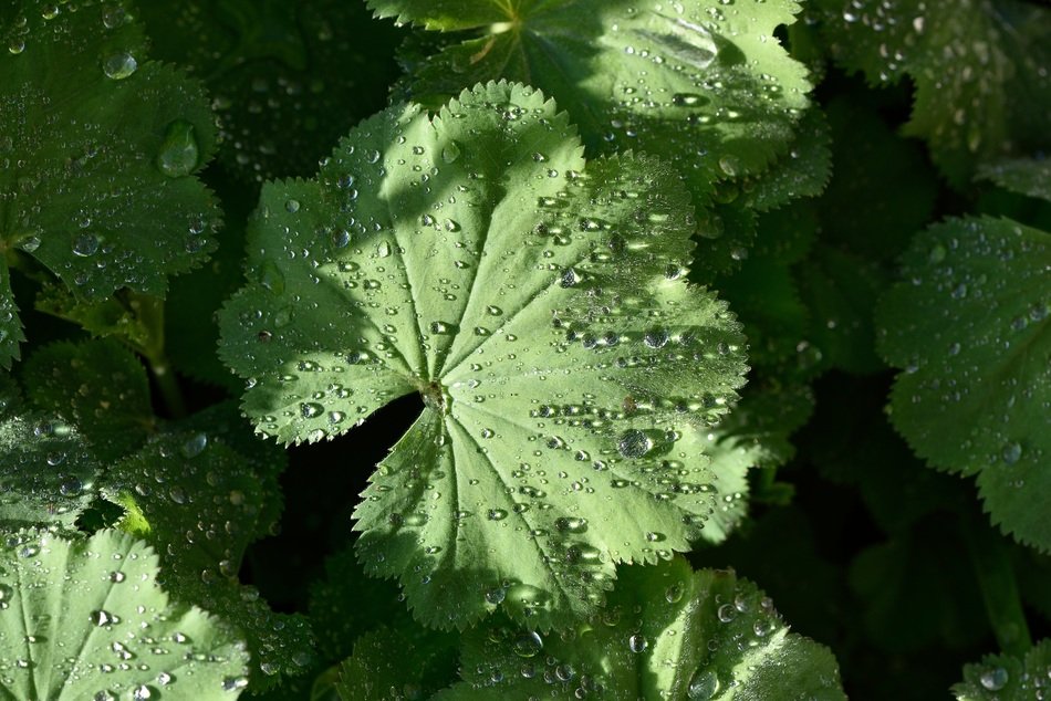 Waterfall drops on green leaves