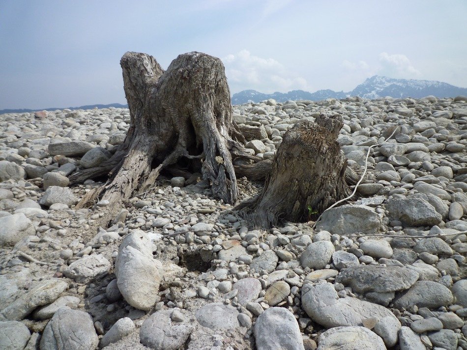old tree among stones on a sunny day