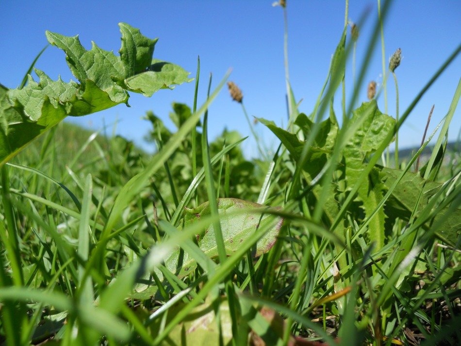 mountain meadow grass