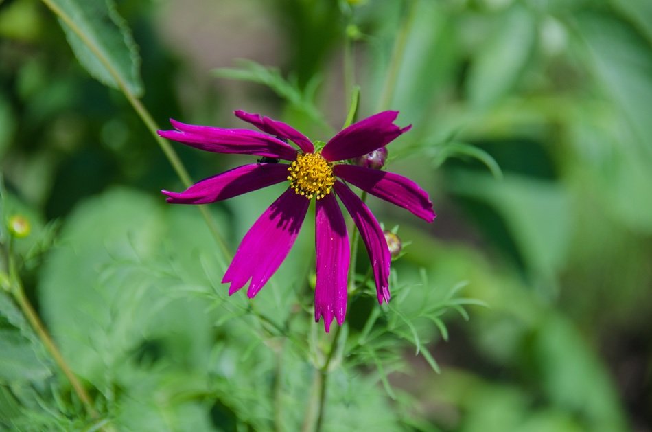 pink cosmic flower in nature