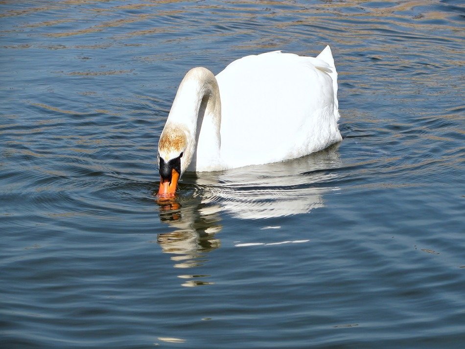 swan in the water
