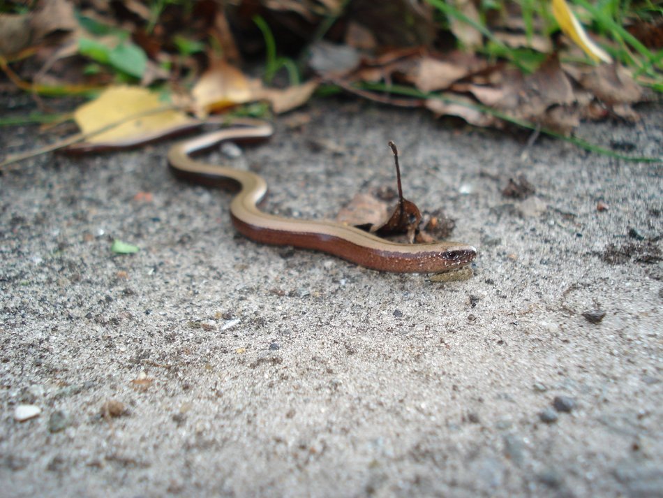 snake on earth